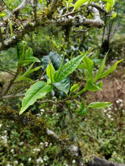 2023年小戶(hù)賽古樹(shù)春茶特點(diǎn)是什么?
