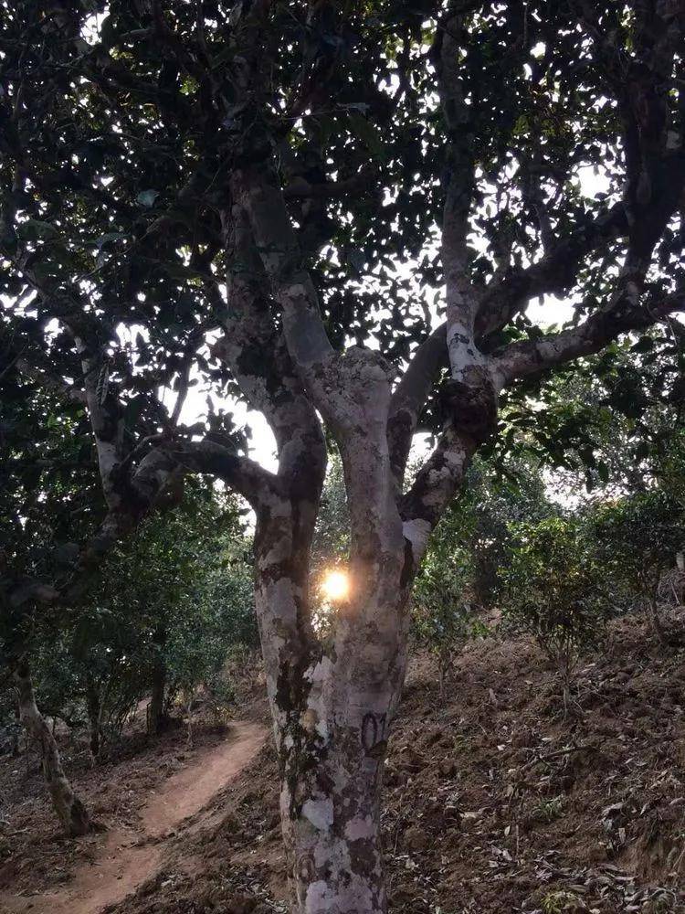 2023年小戶賽古樹春茶口感如何？