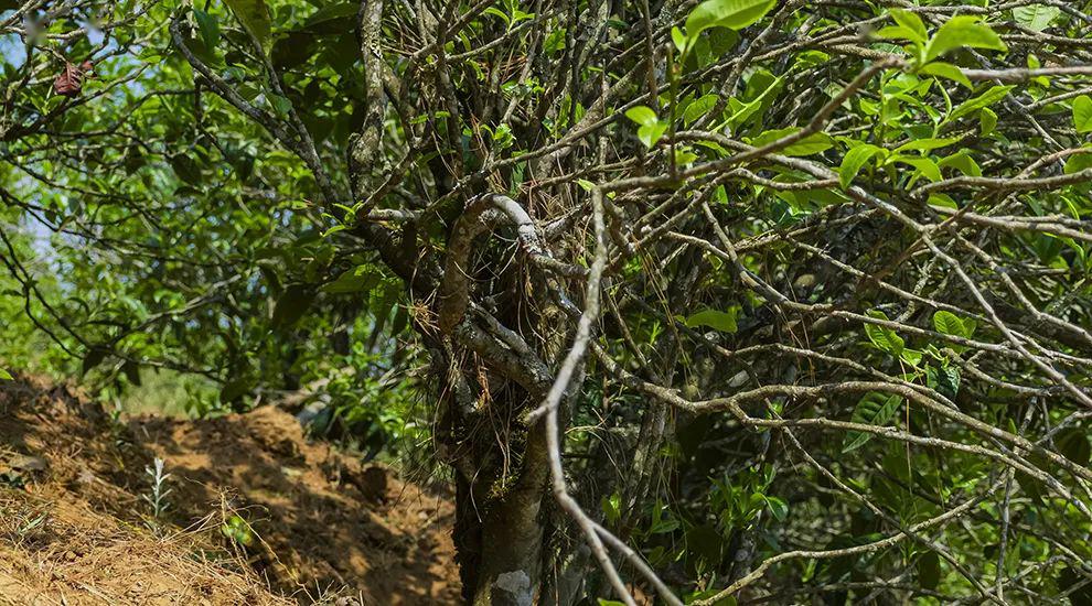 2023年正氣塘古樹春茶特點(diǎn)是什么？