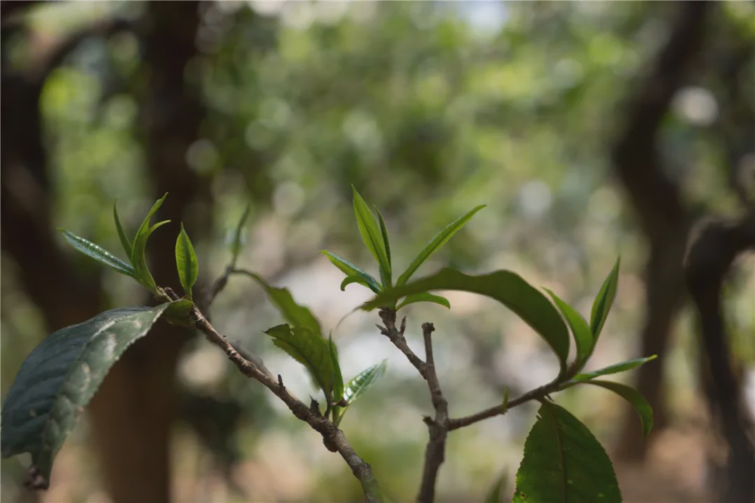 2023年壩糯古樹春茶品質(zhì)如何？