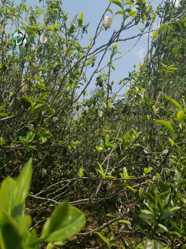 2023年壩糯古樹春茶價(jià)格是多少？