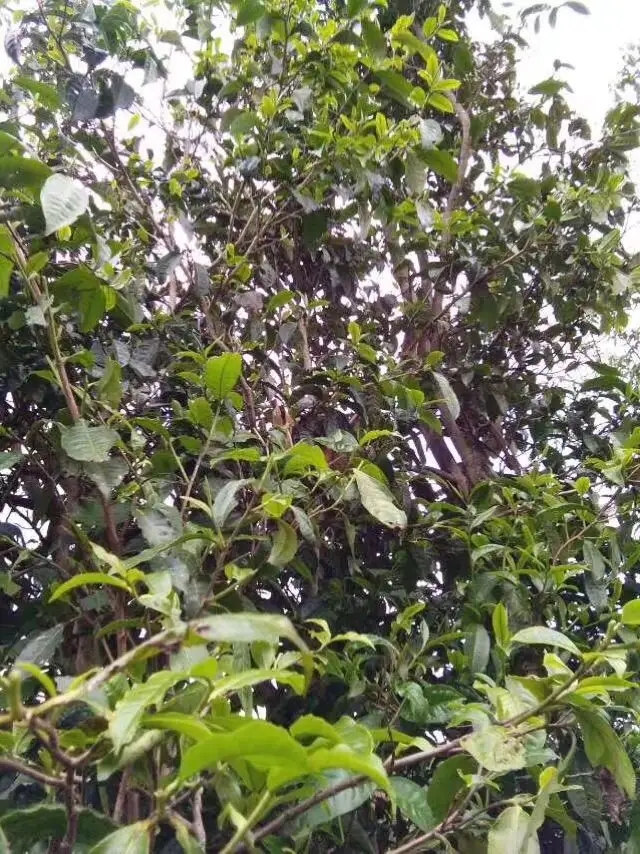 2023年那蕉古樹春茶口感怎么樣？