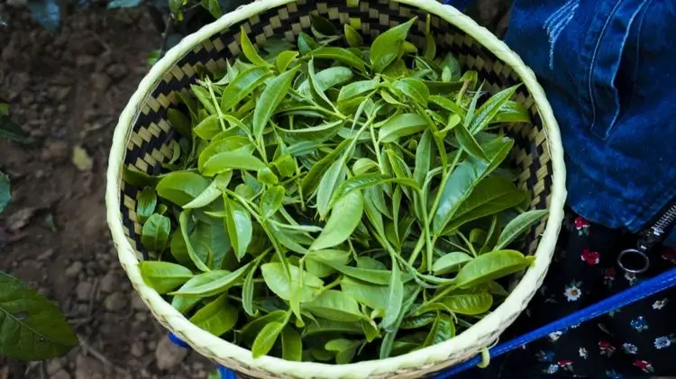 2023年那蕉古樹春茶特點(diǎn)是什么?