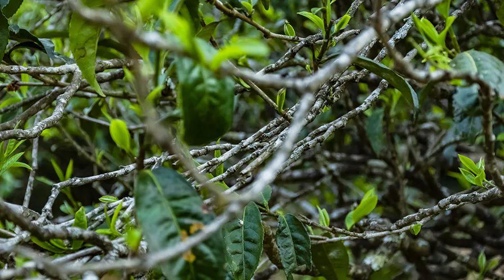 2023年那蕉古樹(shù)春茶多少一公斤？