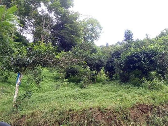 2023年南迫古樹春茶品質(zhì)怎么樣？