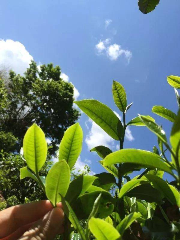 2023年南迫古樹春茶價格是多少？