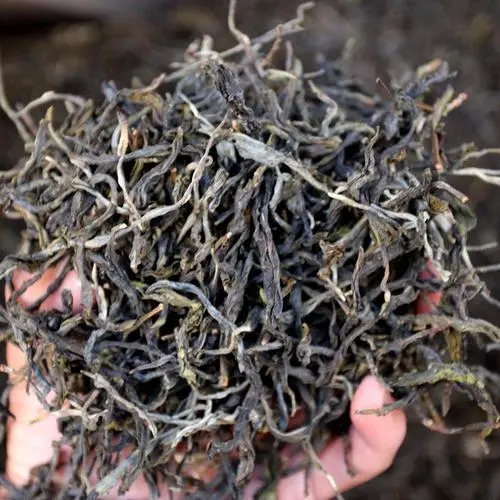 2023年地界古樹春茶品質(zhì)如何？