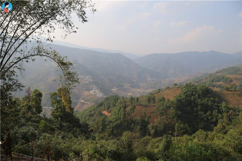 2023年壩歪古樹春茶品質(zhì)如何？