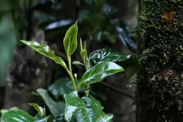 2023年薄荷塘古樹春茶品質(zhì)怎么樣？