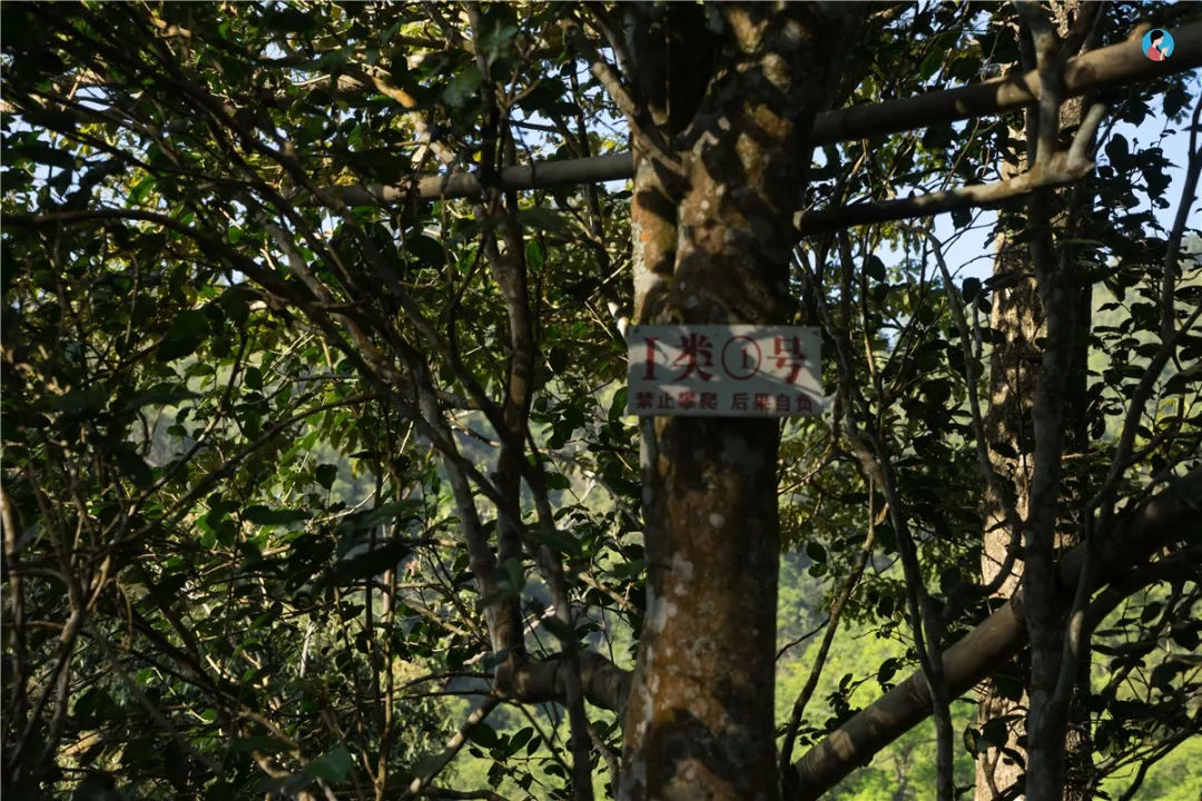 2023年薄荷塘古樹春茶價格是多少？