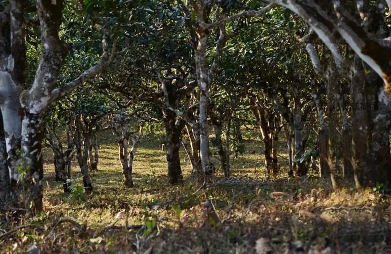 2023年彎弓古樹春茶特點是什么？