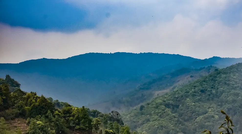 2023年勐庫大忠山古樹春茶品質怎么樣？