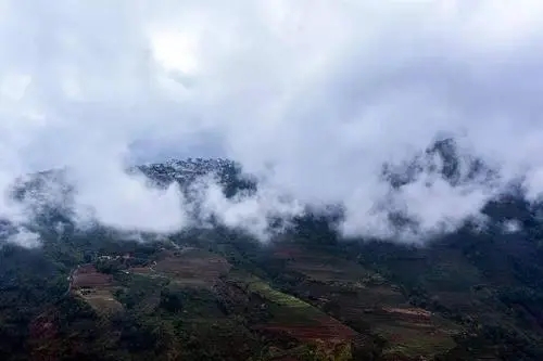 2023年勐庫大忠山古樹春茶口感如何？