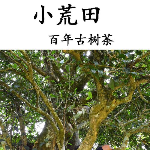 2023年勐庫(kù)小荒田古樹(shù)春茶特點(diǎn)？