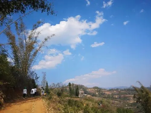 2023年勐庫豆腐寨古樹春茶特點(diǎn)是什么？