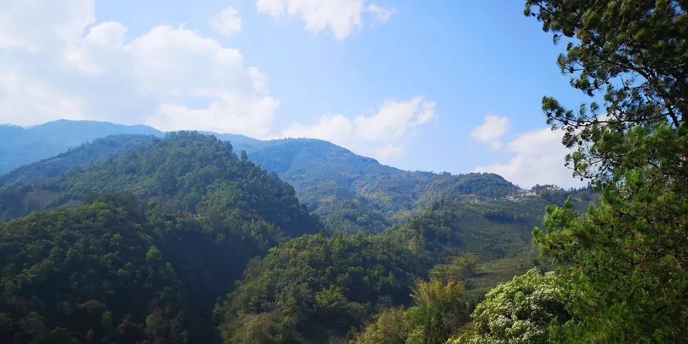 2023年勐庫豆腐寨古樹春茶品質(zhì)如何？