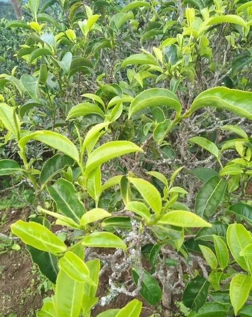 2023年鍋底塘古樹春茶口感如何？