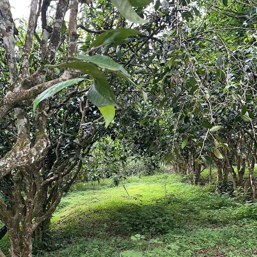 2023年永德大雪山古樹春茶特點(diǎn)是什么？