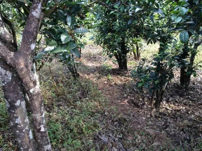 2023年永德大雪山古樹春茶價(jià)格是多少？