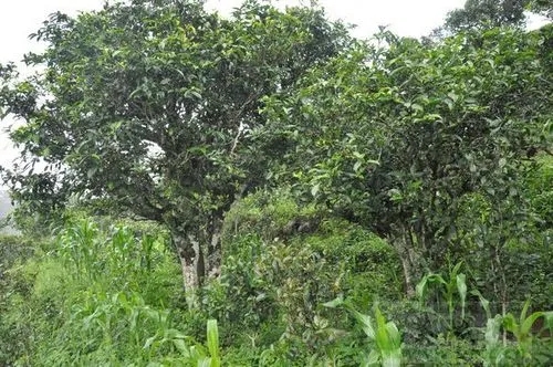 2023年鎮(zhèn)沅老海塘古樹春茶特點(diǎn) 是什么？