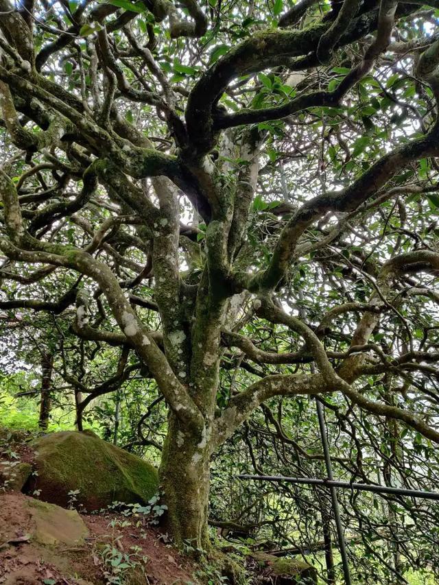 2023年千家寨古樹春茶品質(zhì)如何？