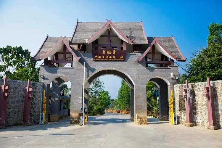 2024年老班章古樹春茶口感是什么？