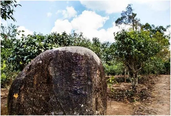 2024年老班章古樹春茶多少一公斤？