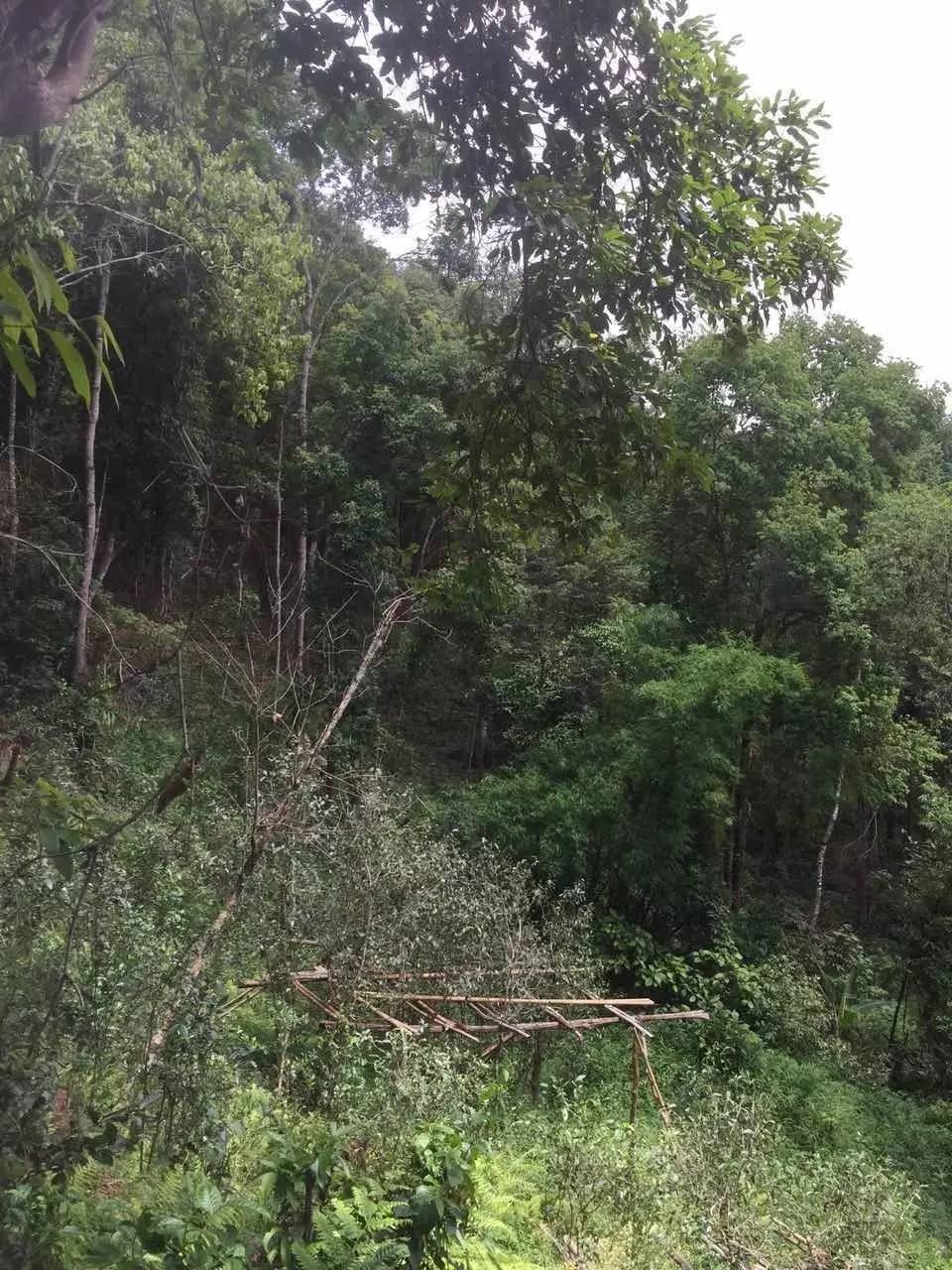 2024年曼松古樹春茶特點是什么？