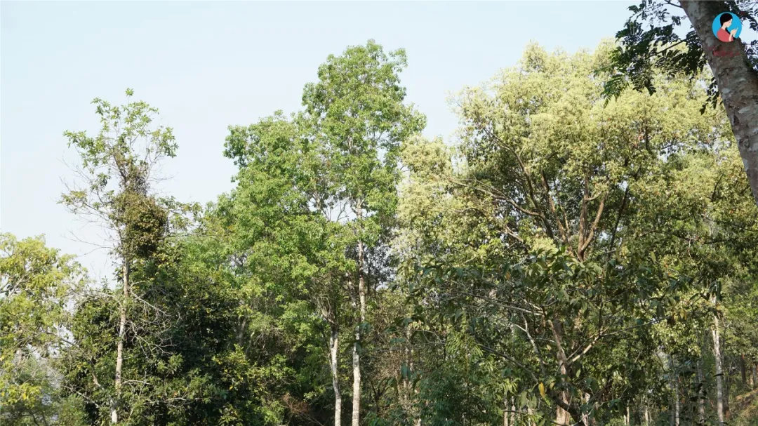 2024年曼松古樹春茶多少錢一公斤？