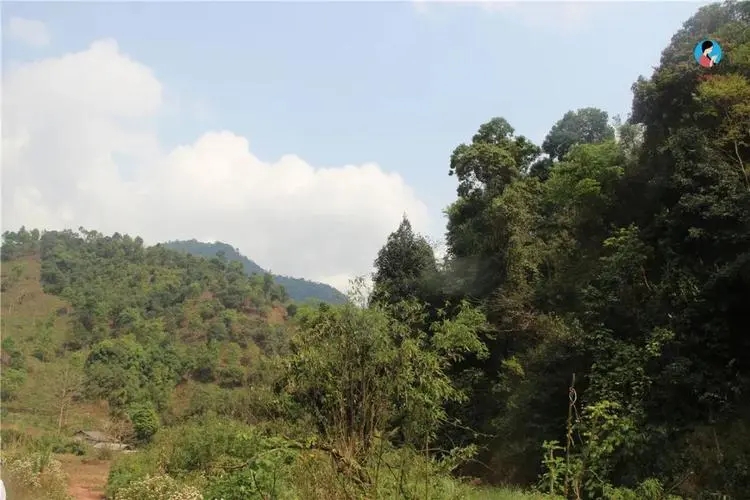 2024年薄荷塘古樹春茶品質(zhì)怎么樣？