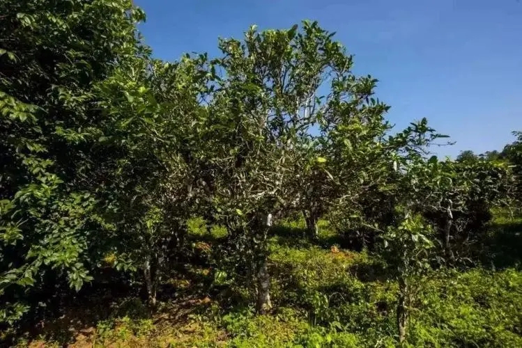 2024年迷帝古樹春茶特點(diǎn)是什么？