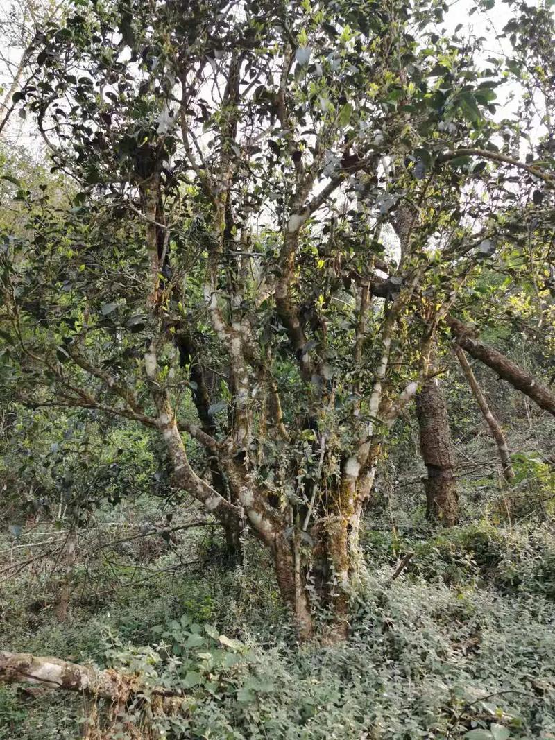 2024年迷帝古樹春茶口感如何？