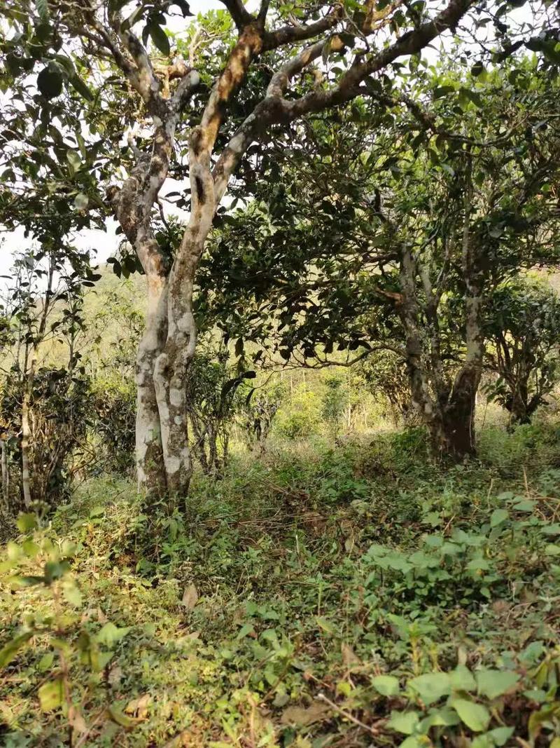 2024年迷帝古樹春茶品質(zhì)怎么樣？