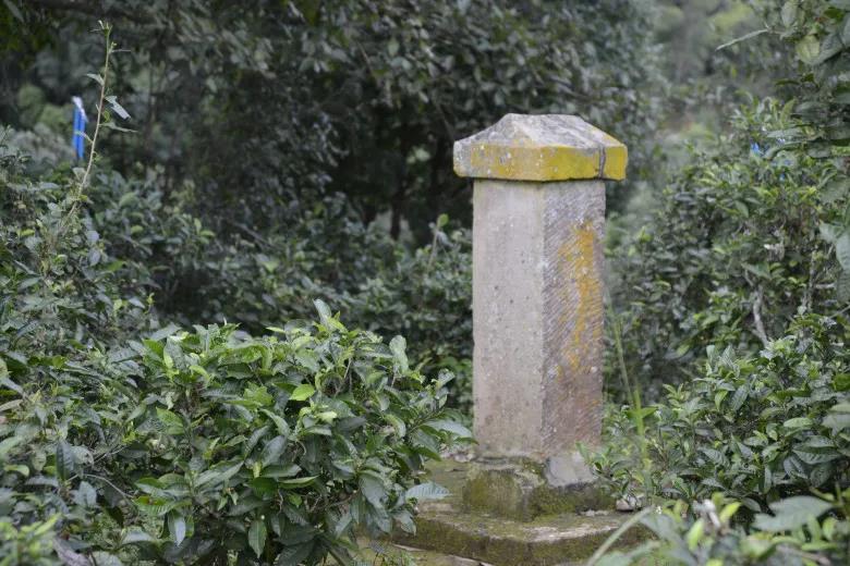 2024年迷帝古樹春茶價(jià)格是多少？