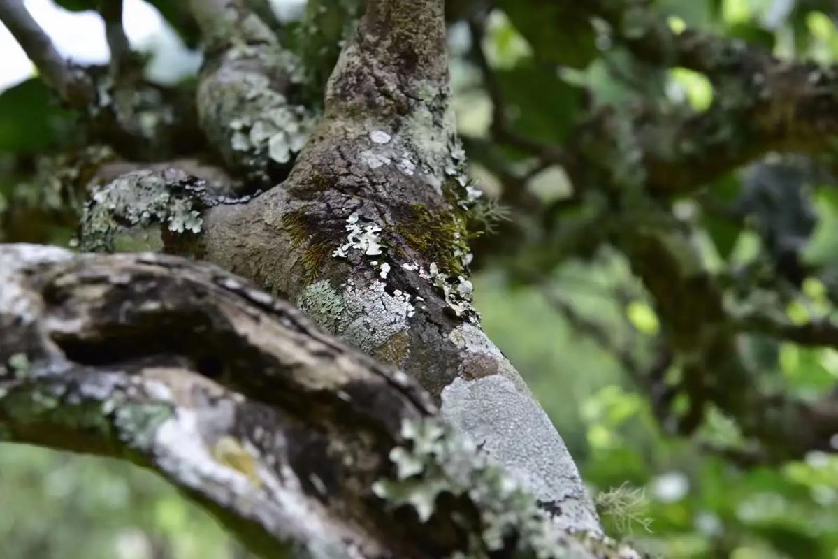 2024年迷帝古樹春茶多少錢一公斤？