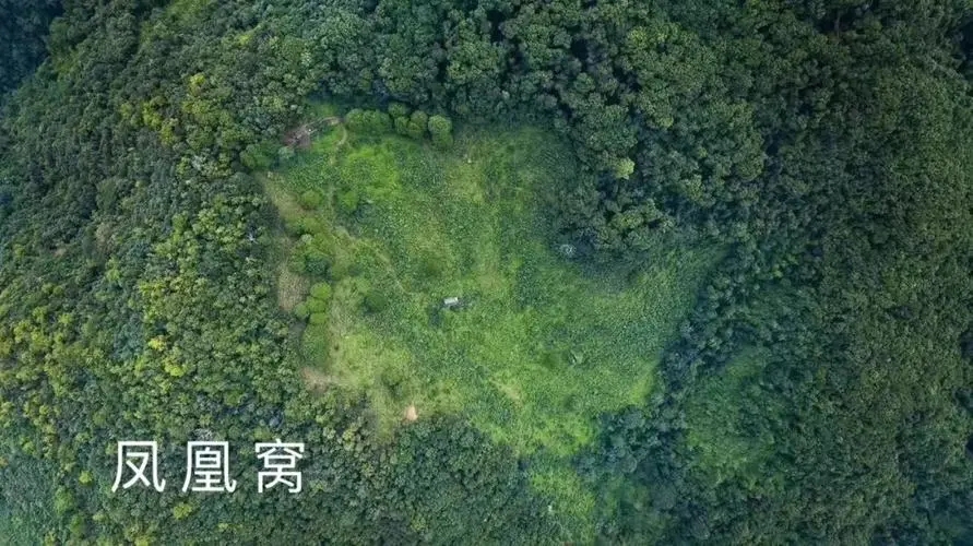 2024年墨江鳳凰窩古樹春茶多少錢一公斤？