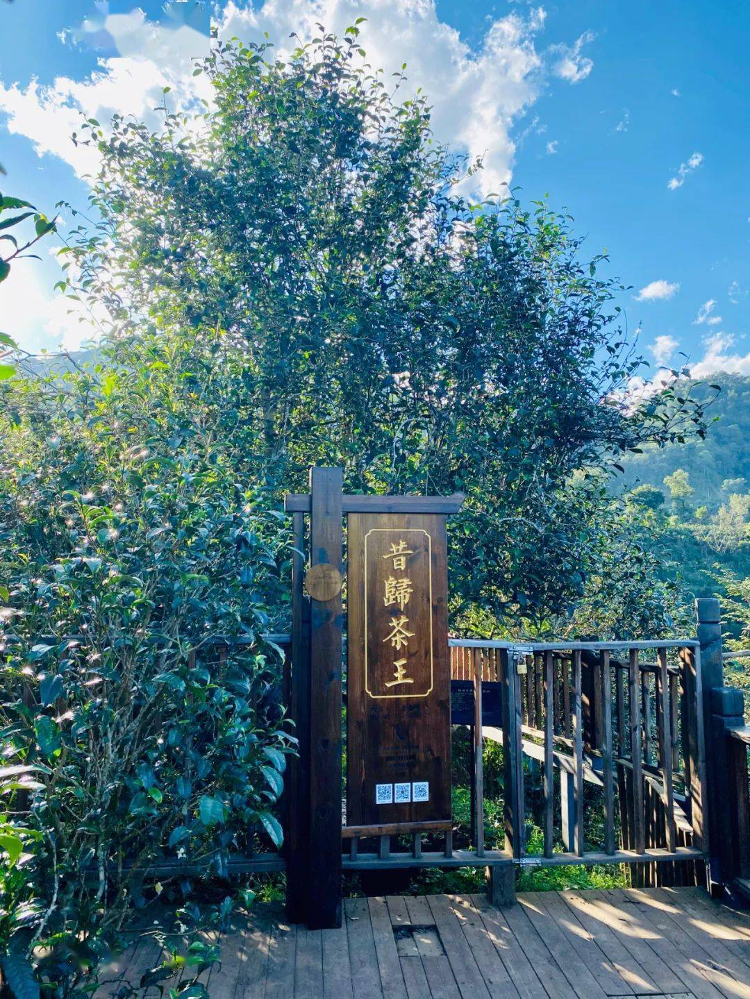 2024年昔歸古樹春茶品質(zhì)如何？