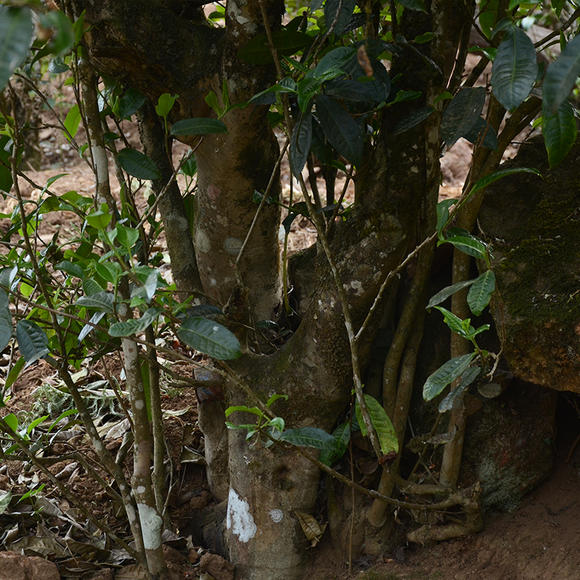 2024年磨烈古樹春茶口感怎么樣？