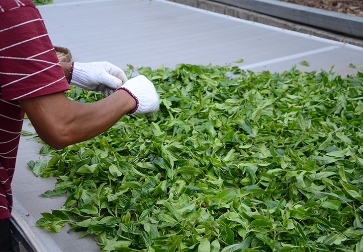 2024年磨烈古樹春茶特點(diǎn)是什么？