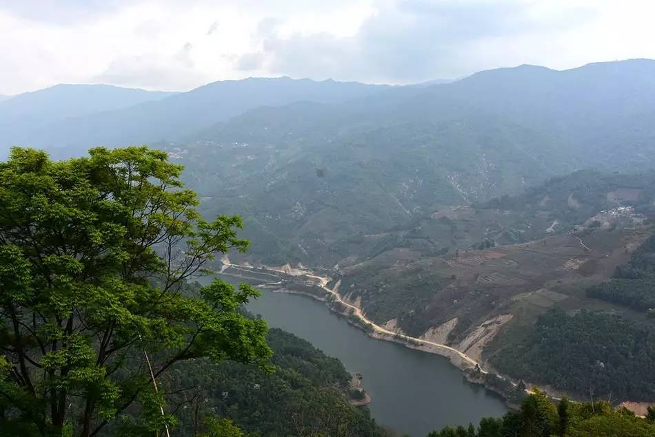 2024年磨烈古樹春茶多少錢一公斤？