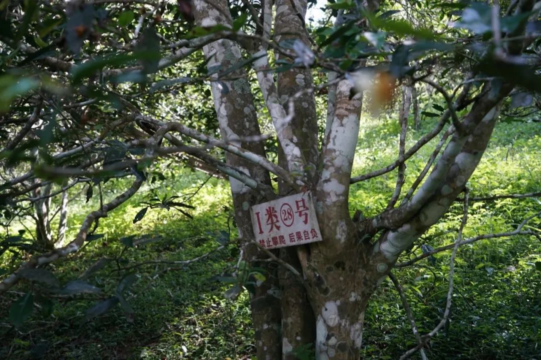 易武巔峰薄荷塘，普洱茶界最神奇最瘋狂的存在