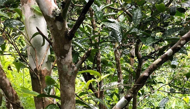 2025年易武古樹(shù)春茶品質(zhì)怎么樣？