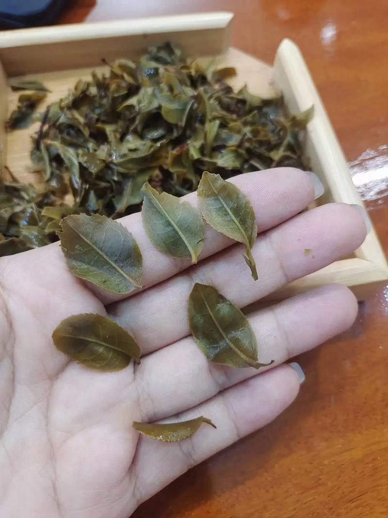 倚邦頭春茶，小葉種的春天