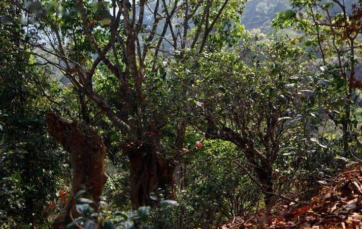 先有莽枝牛滾塘，之后才有普洱府